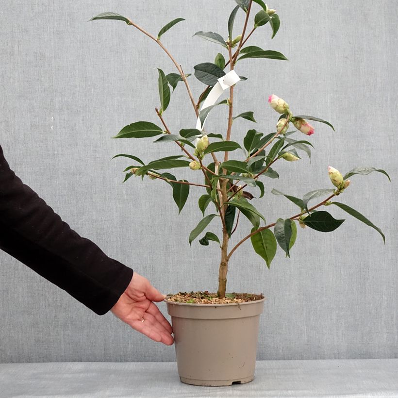 Camellia reticulata China Lady Vaso da 4L/5L esemplare consegnato in inverno