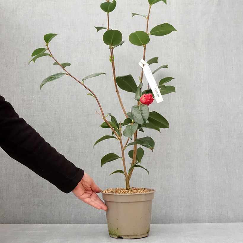 Camellia reticulata Dr Clifford Parks Vaso da 4L/5L esemplare consegnato in inverno