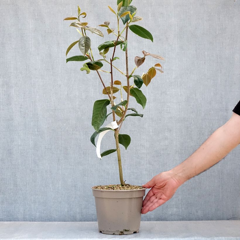 Camellia reticulata Dr Clifford Parks Vaso da 4L/5L esemplare consegnato in primavera