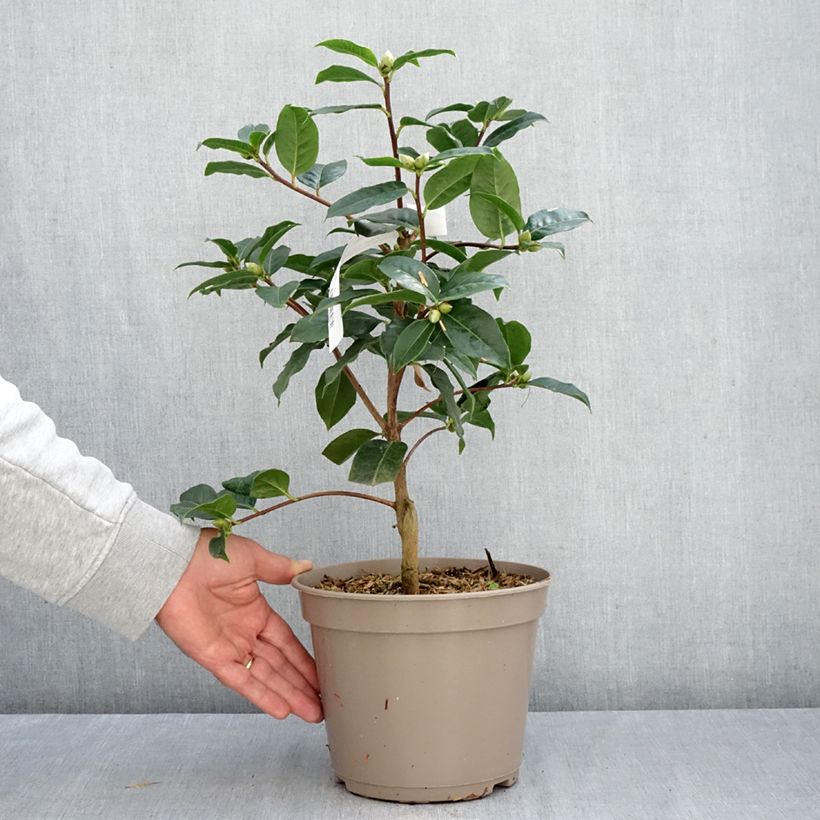 Esemplare di Camellia reticulata Ile Crozet Vaso da 4L/5L come consegnato in autunno