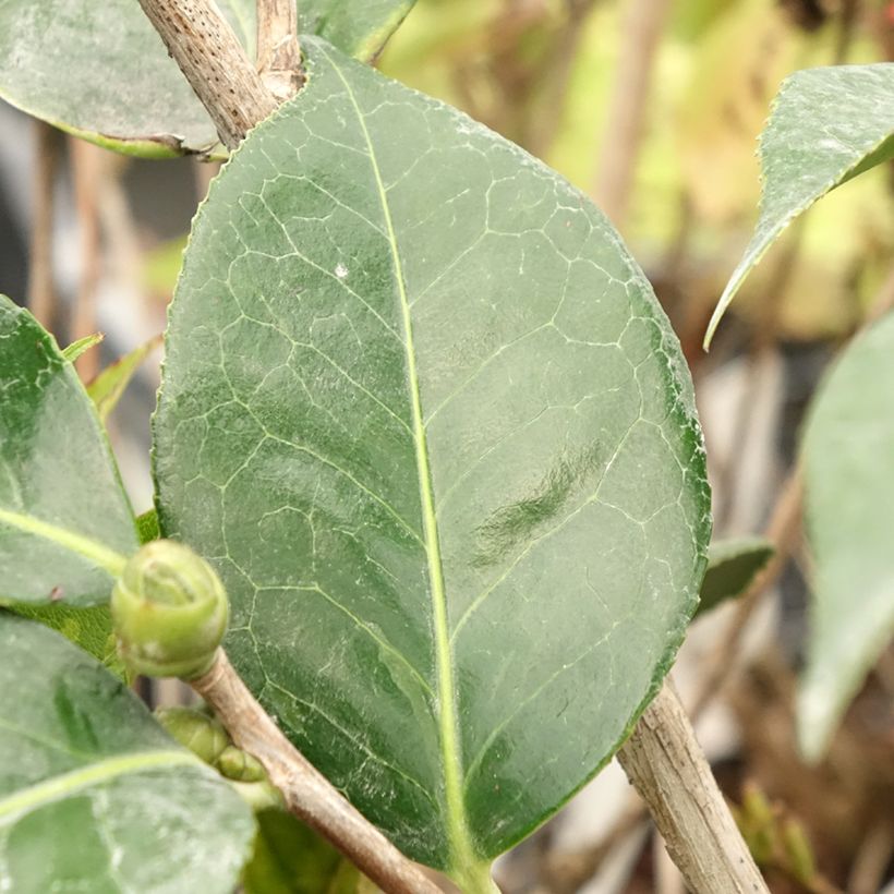 Camellia reticulata Lasca Beauty (Fogliame)