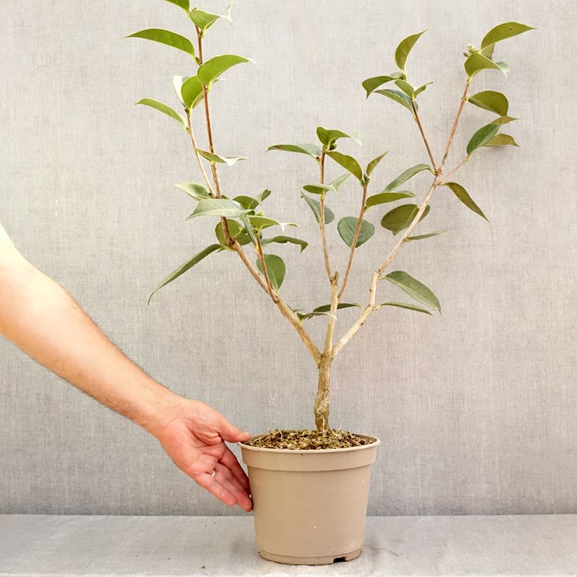 Esemplare di Camellia reticulata Lasca Beauty Vaso da 4L/5L consegnato in estate