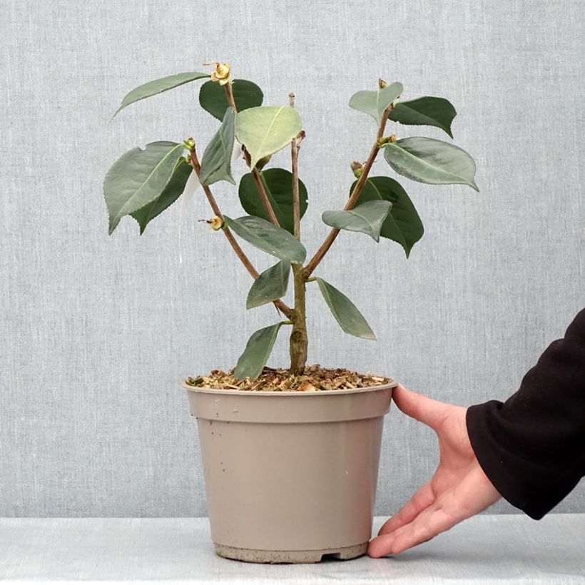 Camellia reticulata Lasca Beauty Vaso da 4L/5L esemplare consegnato in primavera