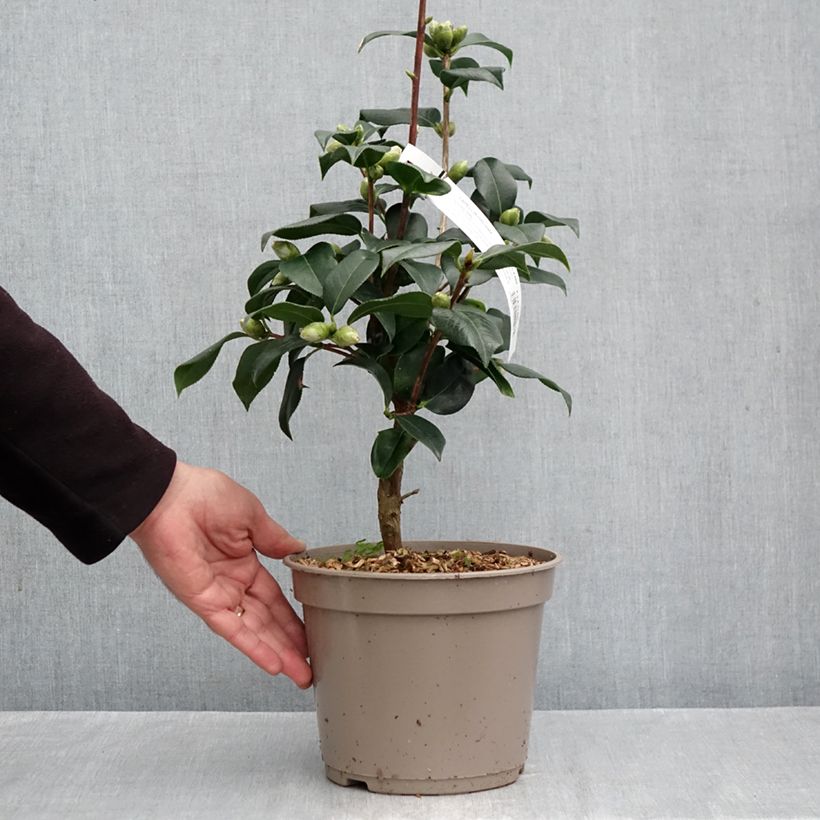 Esemplare di Camellia reticulata Lovely Lady Vaso da 4L/5L come consegnato in autunno