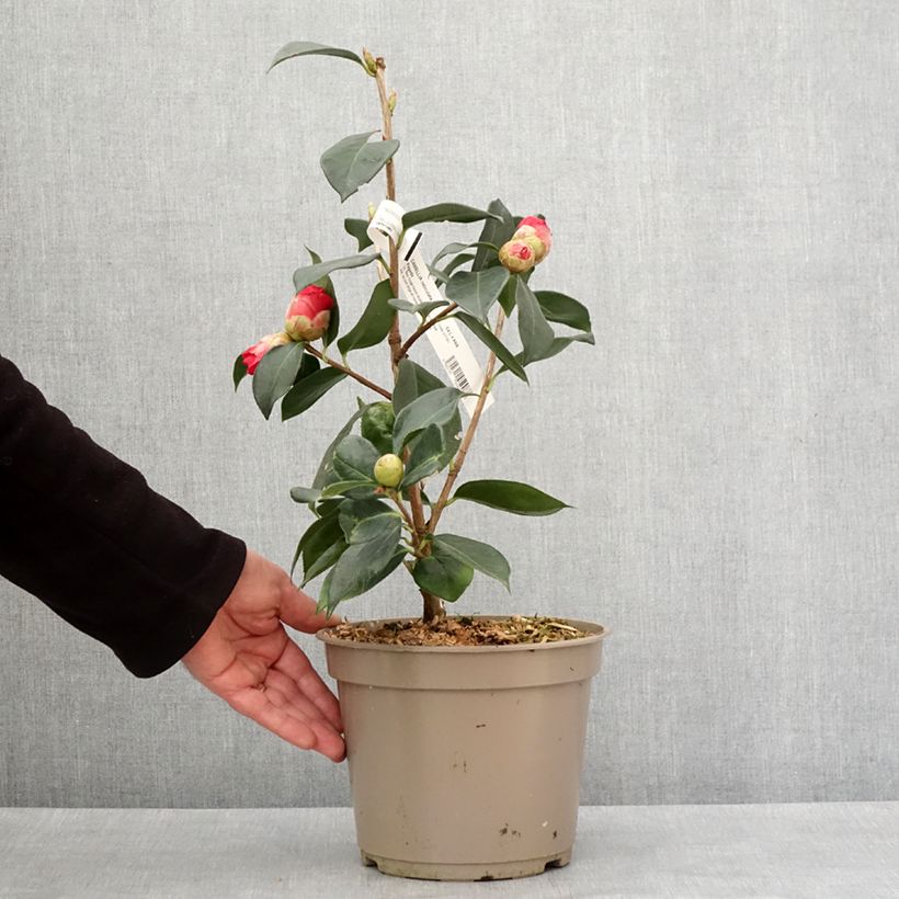 Camellia reticulata Pagoda Vaso da 4L/5L esemplare consegnato in inverno