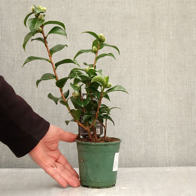 Camellia japonica Roger Hall Vaso da Ø 12 cm / 13 cm esemplare consegnato in inverno