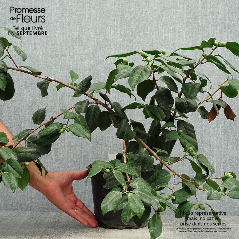 Esemplare di Camellia japonica Sanpei Tsubaki Vaso da 4L/5L come consegnato in autunno