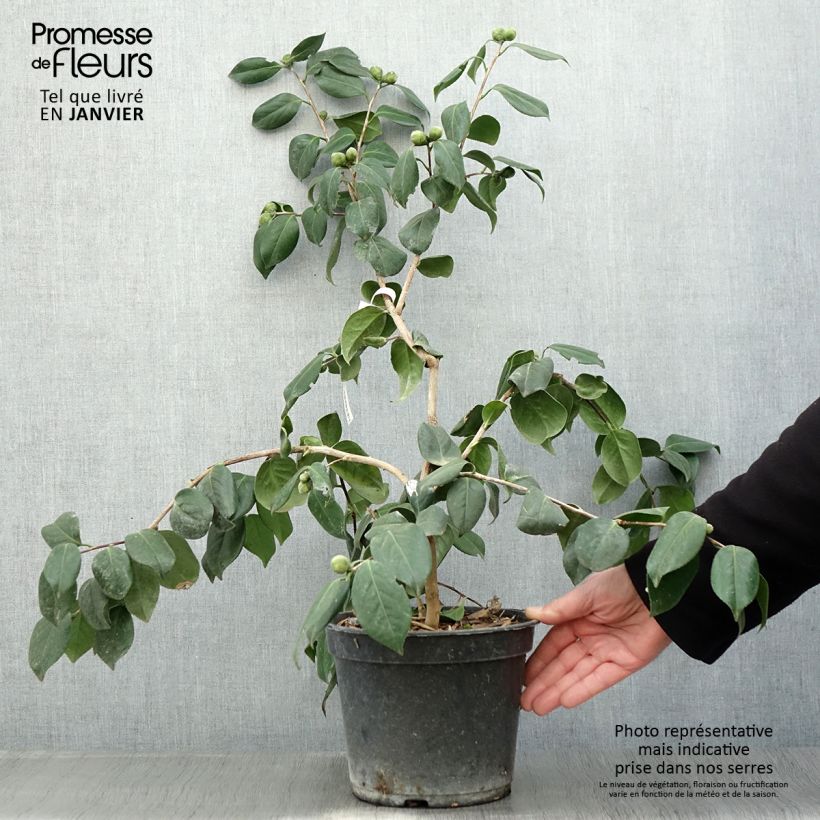Camellia japonica Sanpei Tsubaki Vaso da 4L/5L esemplare consegnato in inverno