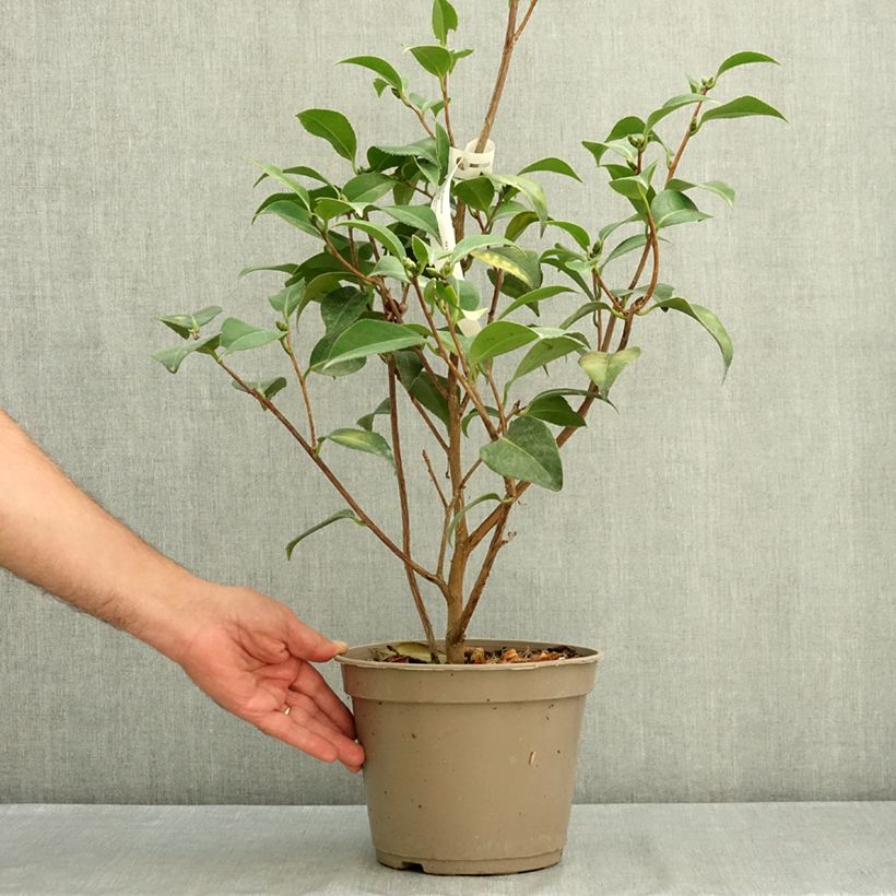 Esemplare di Camellia japonica Spring Formal Vaso da 4L/5L consegnato in estate