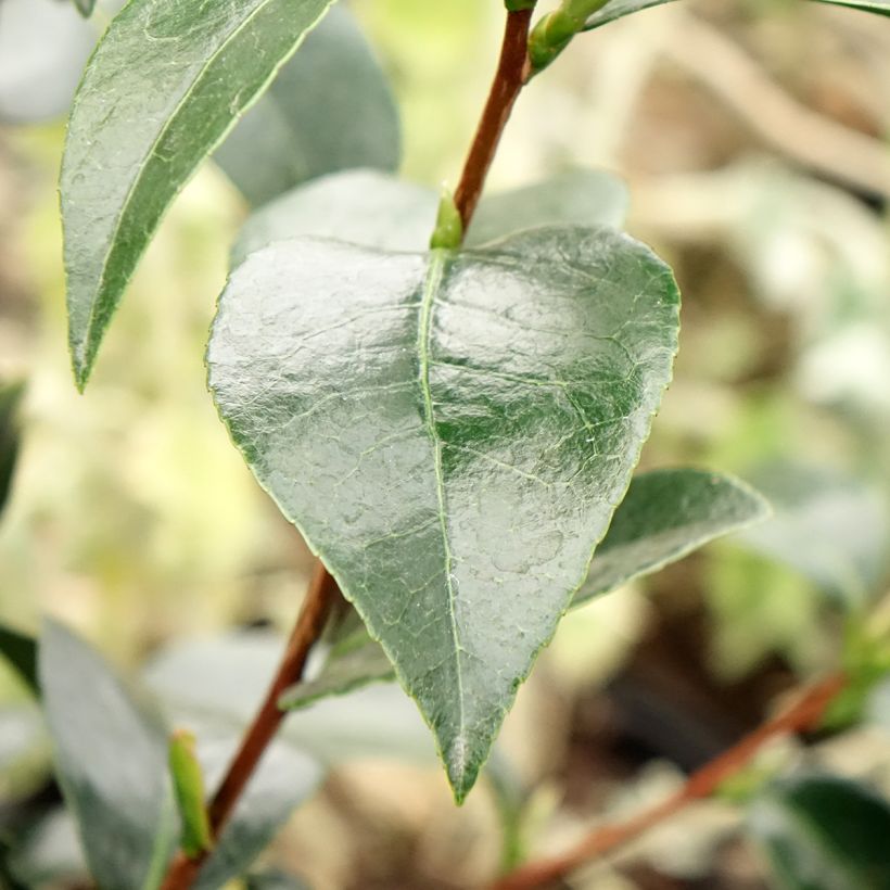 Camellia japonica Stromboli (Fogliame)