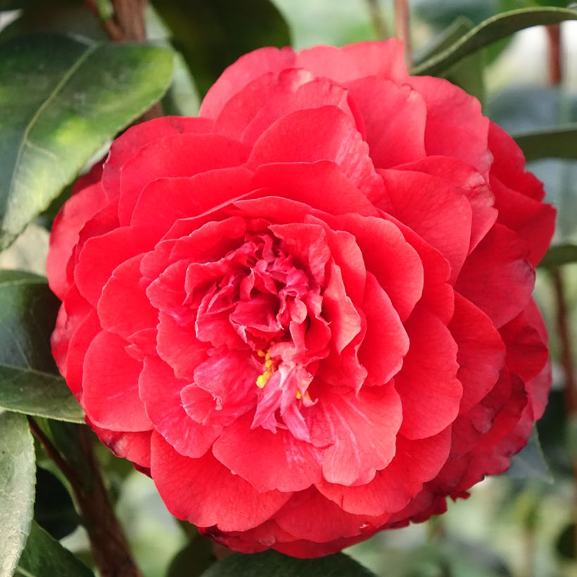 Camellia japonica Stromboli (Fioritura)