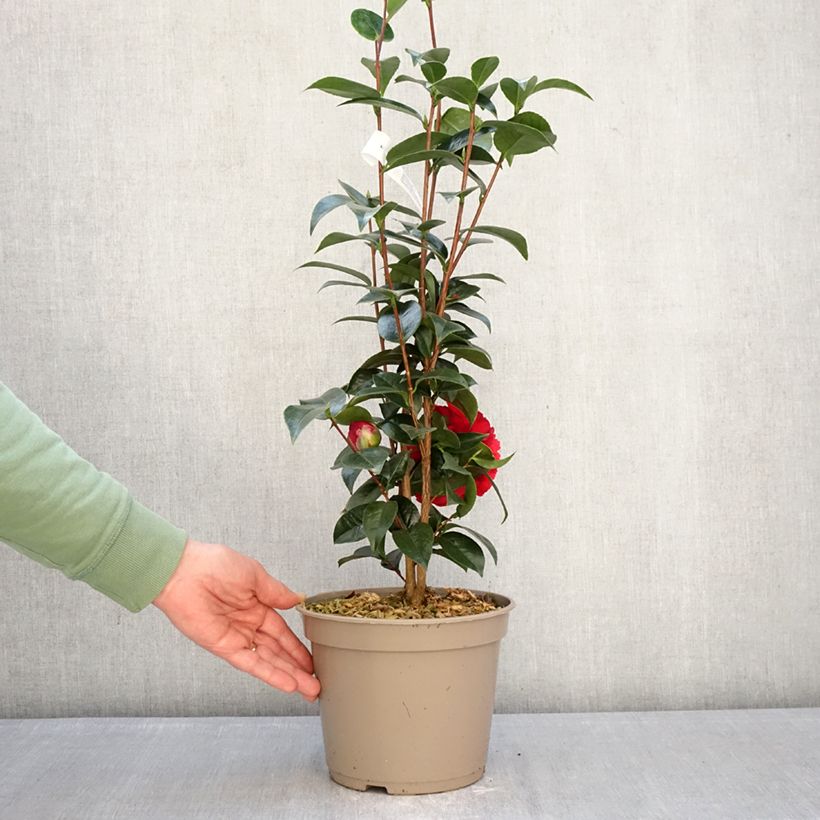 Camellia japonica Stromboli Vaso da 4L/5L esemplare consegnato in inverno