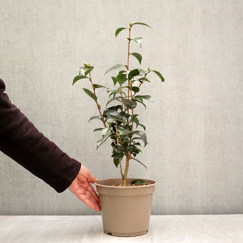 Camellia japonica Stromboli Vaso da 4L/5L esemplare consegnato in primavera