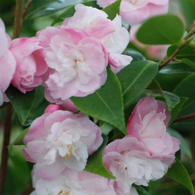 Camellia transnokoensis Sweet Jane (Fioritura)
