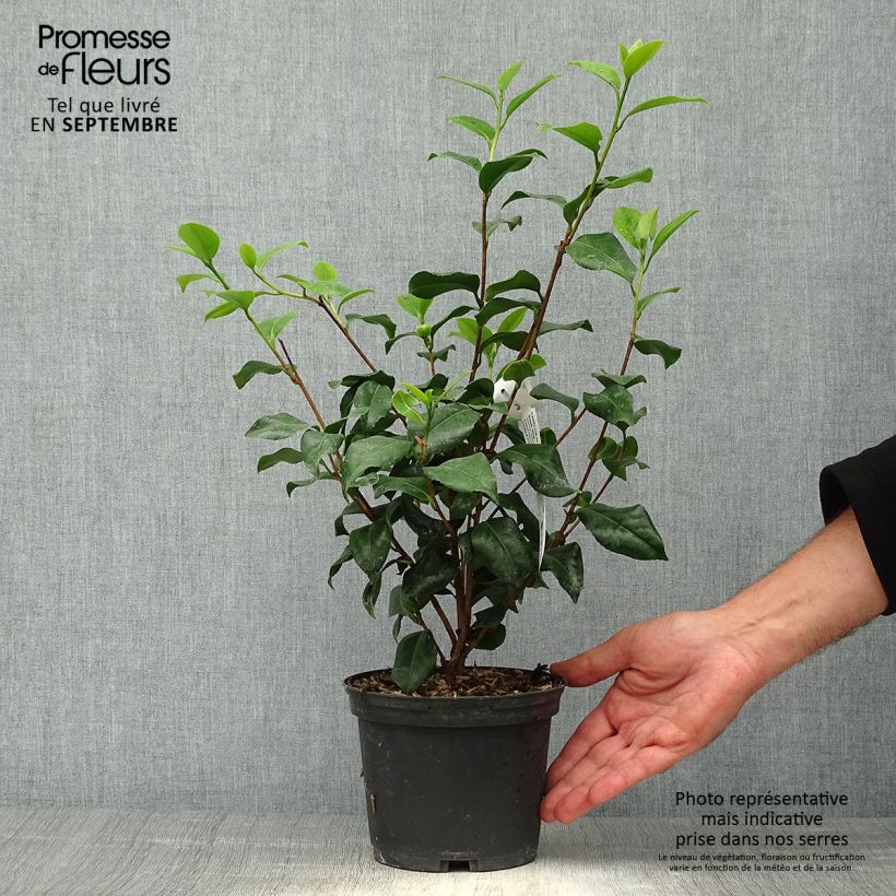 Esemplare di Camellia japonica Sweet Olive Vaso da 2L/3L come consegnato in autunno