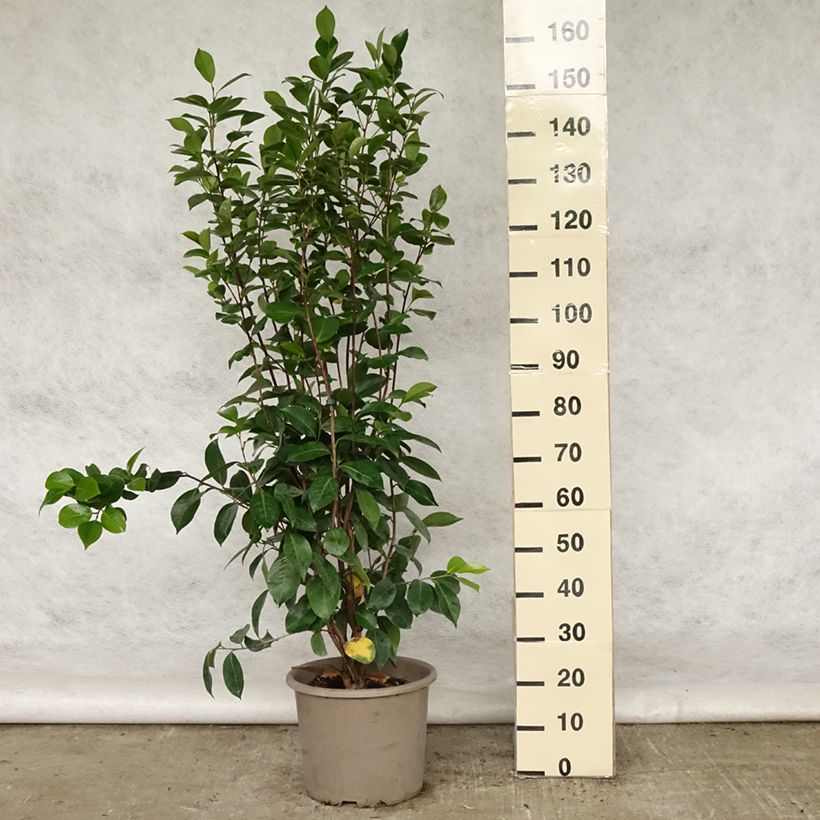 Camellia japonica Traverso Vaso da 12L/15L esemplare consegnato in primavera