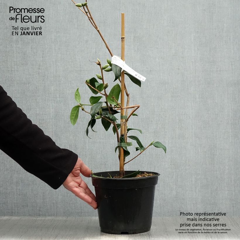 Camellia williamsii Tulip Time Vaso da 4L/5L esemplare consegnato in inverno