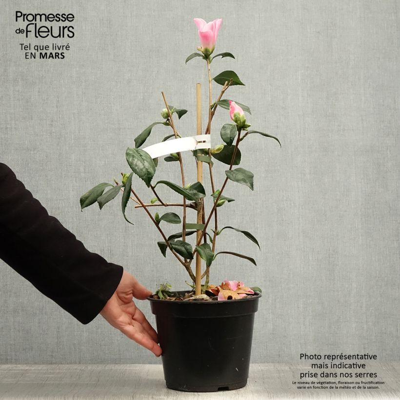 Camellia williamsii Tulip Time Vaso da 4L/5L esemplare consegnato in primavera