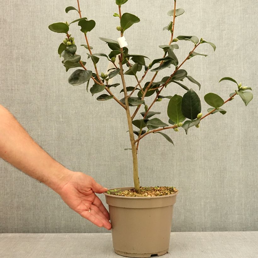 Esemplare di Camellia japonica Ville du Havre Vaso da 4L/5L consegnato in estate