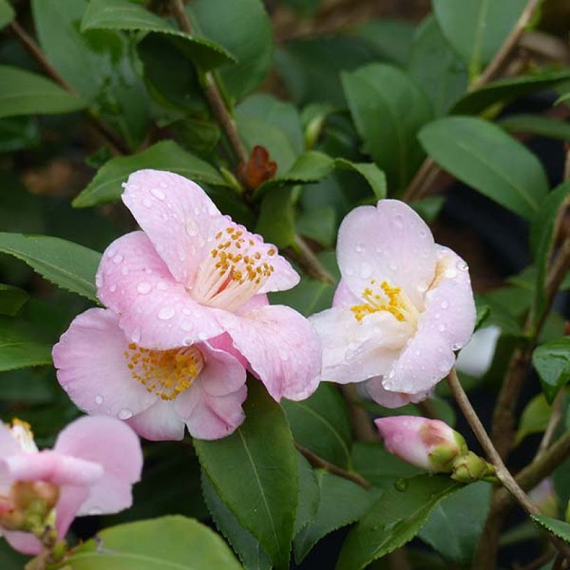 Camellia Cinnamon Scentsation (Fioritura)