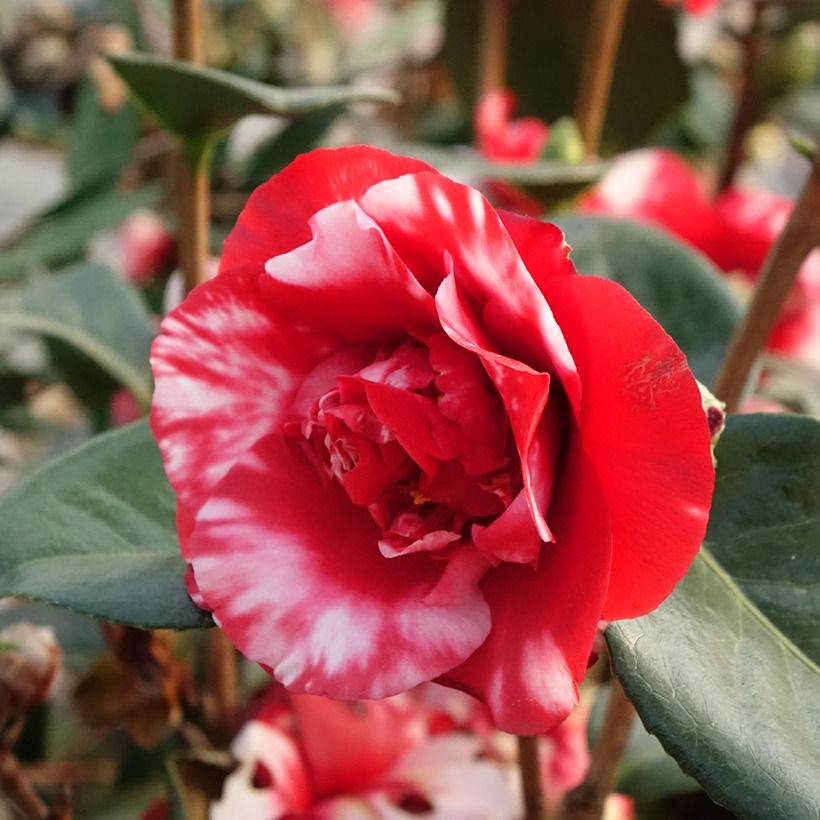 Camellia japonica Midnight Variegated (Fioritura)