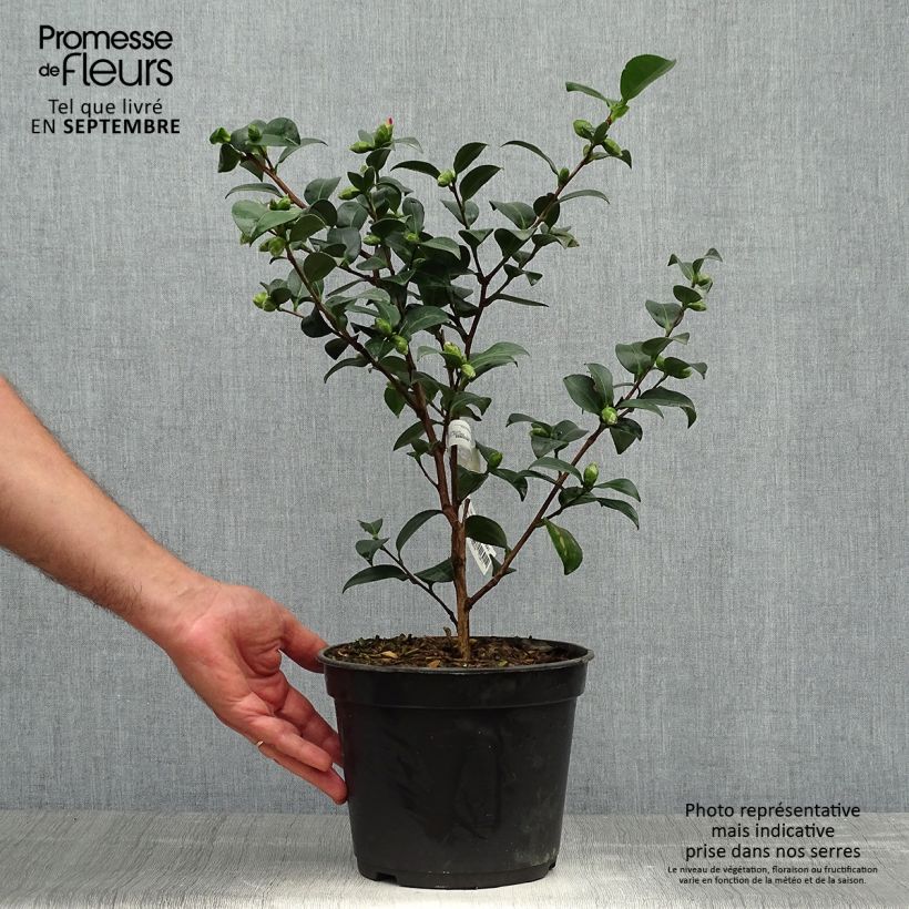 Esemplare di Camellia sasanqua Belinda Vaso da 4L/5L come consegnato in autunno