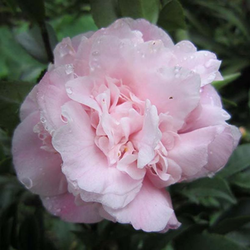 Camellia lutchuensis Sweet Emily Kate (Fioritura)
