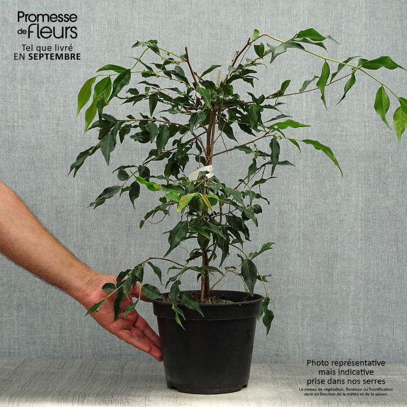 Esemplare di Camellia tsaii - Camelia tsaii Vaso da 4L/5L come consegnato in autunno