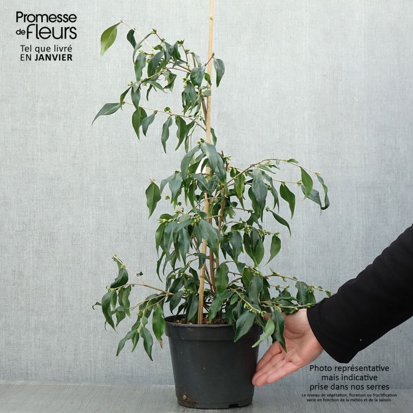 Camellia tsaii - Camelia tsaii Vaso da 4L/5L esemplare consegnato in inverno