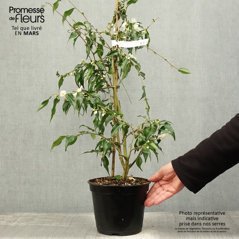 Camellia tsaii - Camelia tsaii Vaso da 4L/5L esemplare consegnato in primavera