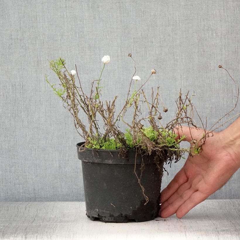 Esemplare di Chamaemelum nobile Ligulosum - Camomilla romana Vaso da 2L/3L consegnato in estate