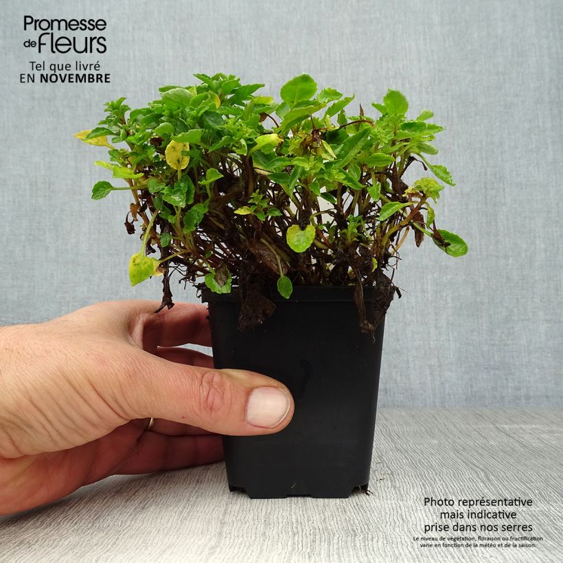 Esemplare di Campanula cochleariifolia - Campanula dei ghiaioni Vasetto da 8/9 cm come consegnato in autunno