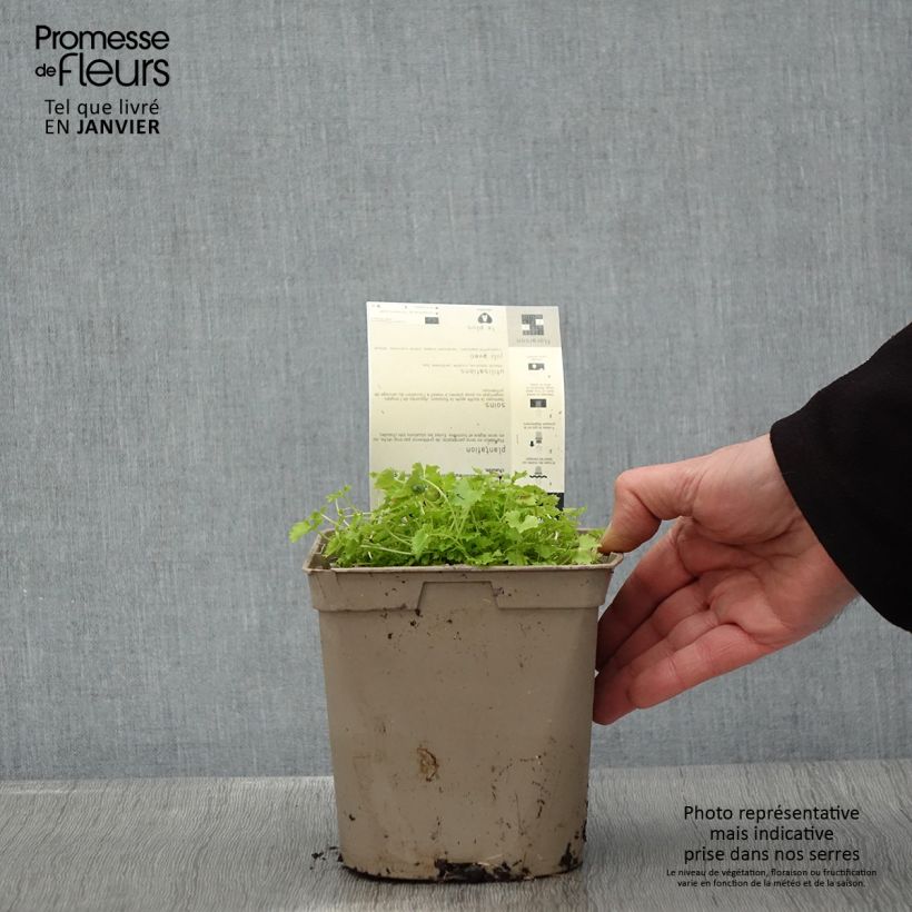 Campanula garganica Dickson's Gold - Campanula del Gargano Vaso da 2L/3L esemplare consegnato in inverno