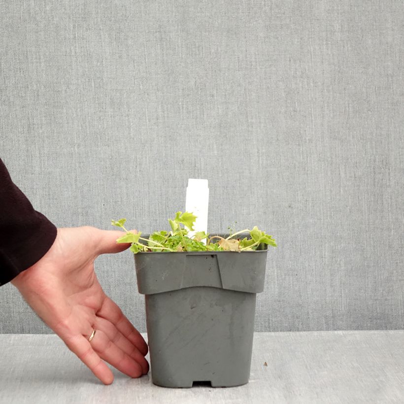 Esemplare di Campanula garganica Dickson's Gold - Campanula del Gargano Vaso da 2L/3L come consegnato in autunno