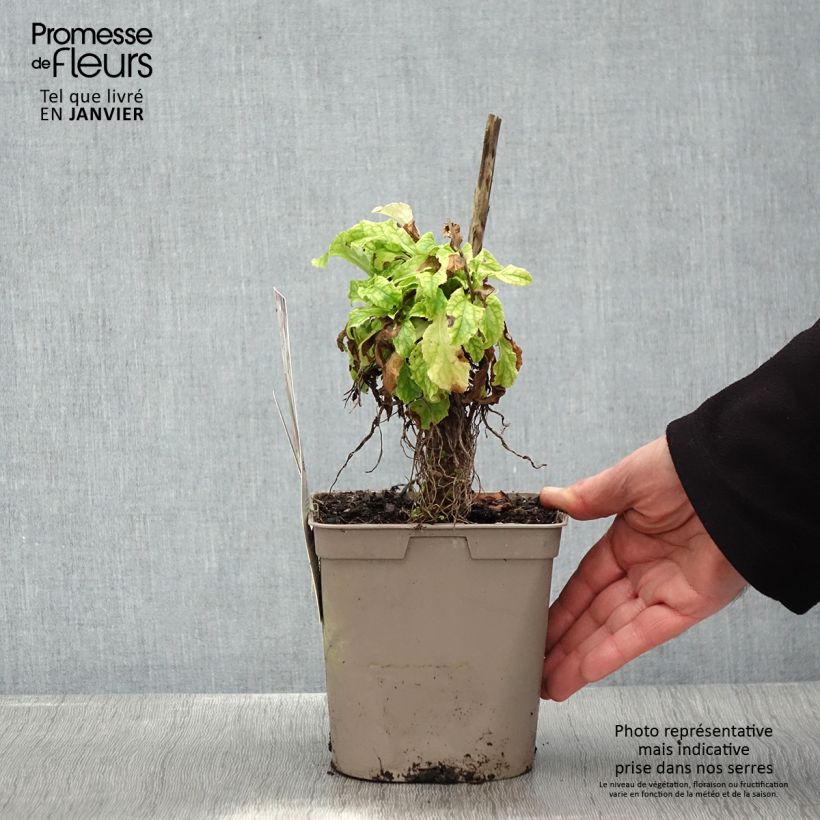 Campanula medium Blue - Campanula toscana Vaso da 2L/3L esemplare consegnato in inverno