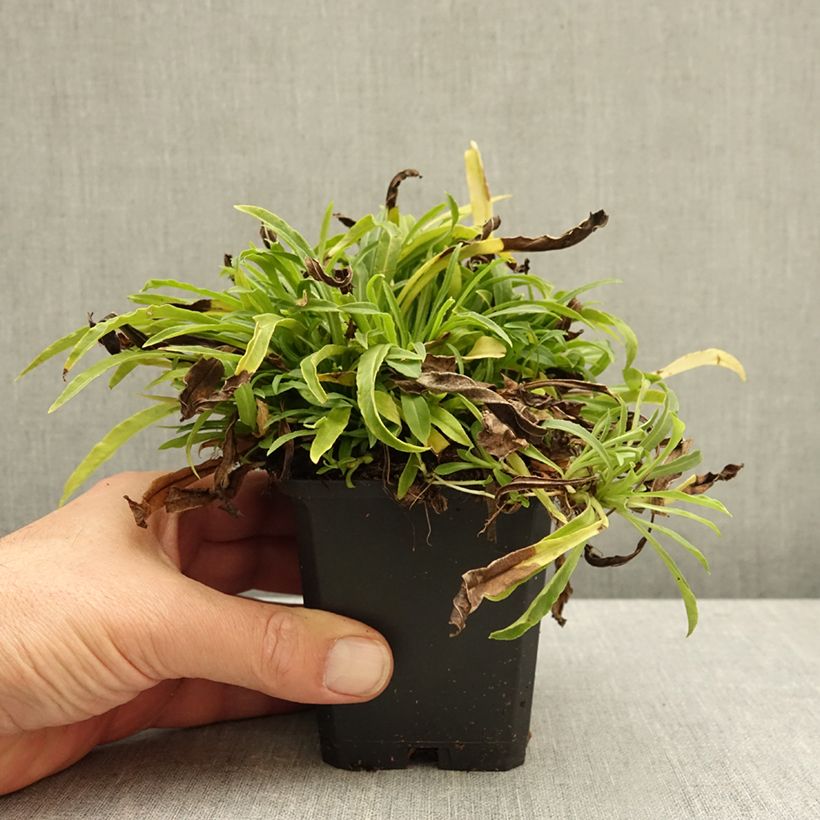 Esemplare di Campanula persicifolia La Bello - Campanula con foglie di pesco Vasetto da 8/9 cm come consegnato in autunno