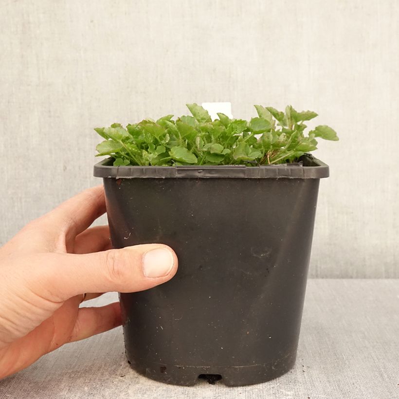 Campanula persicifolia La Bello - Campanula con foglie di pesco Vaso da 2L/3L esemplare consegnato in primavera