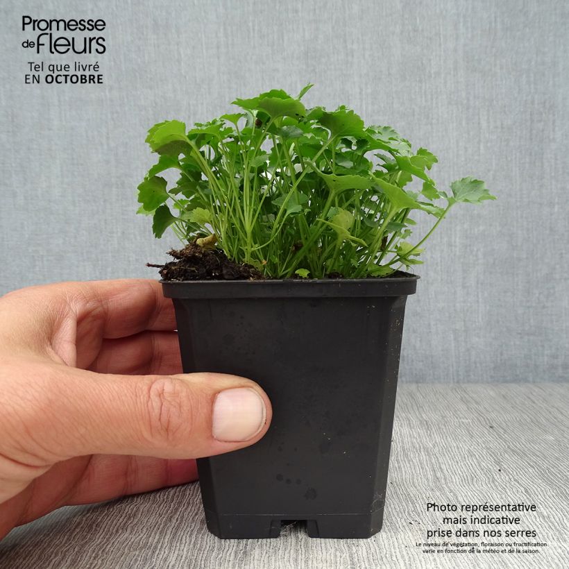 Esemplare di Campanula poscharskyana Resholt Variety - Campanula serba Vasetto da 8/9 cm come consegnato in autunno