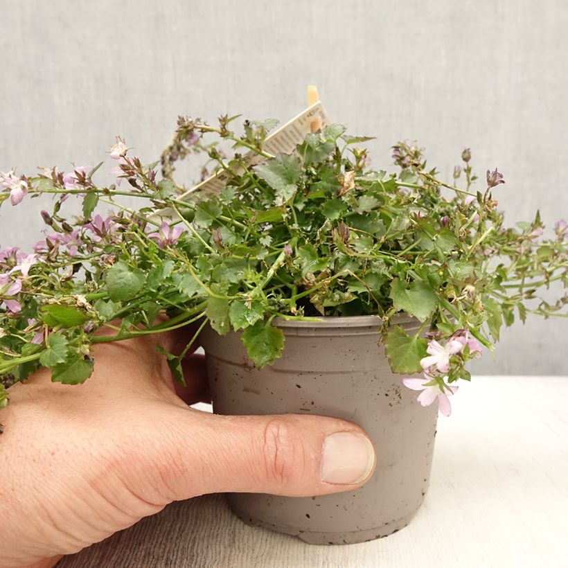 Campanula poscharskyana Adansa Pink - Campanula serba Vaso da 1L/1,5L esemplare consegnato in primavera