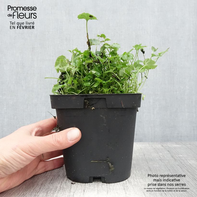 Campanula poscharskyana - Campanula serba Vaso da 2L/3L esemplare consegnato in inverno