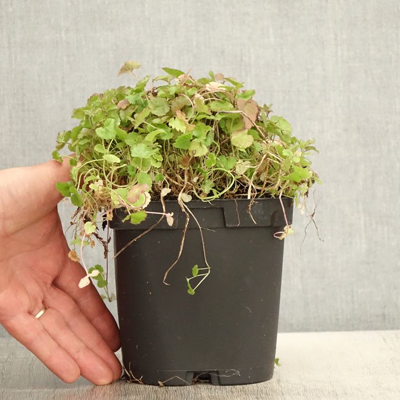 Campanula poscharskyana - Campanula serba Vaso da 2L/3L esemplare consegnato in primavera