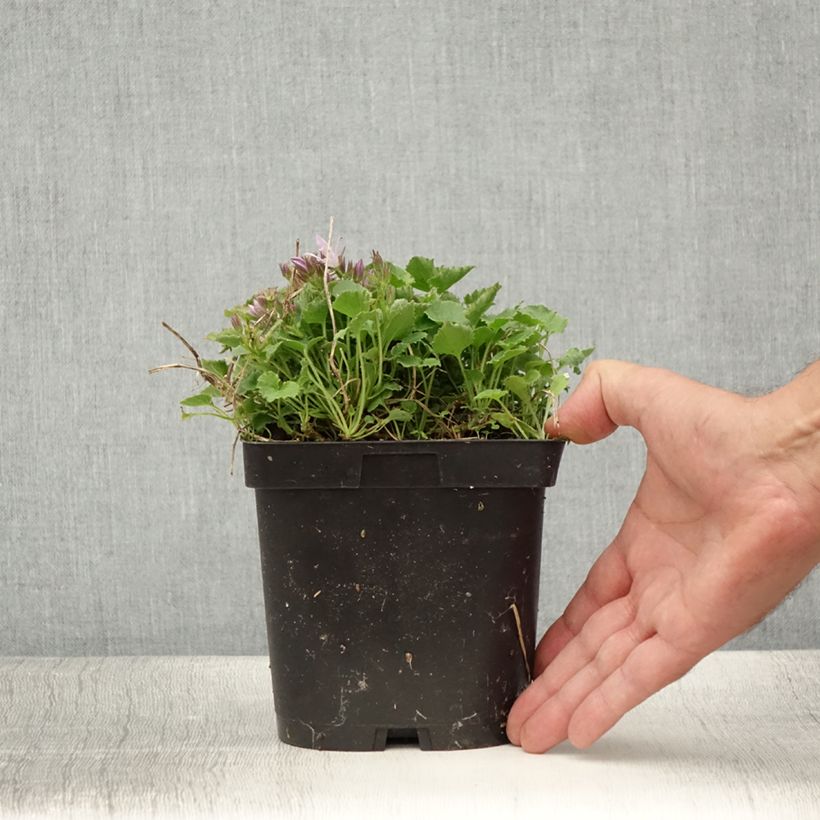 Esemplare di Campanula poscharskyana Lisduggan Variety - Campanula serba Vaso da 2L/3L consegnato in estate