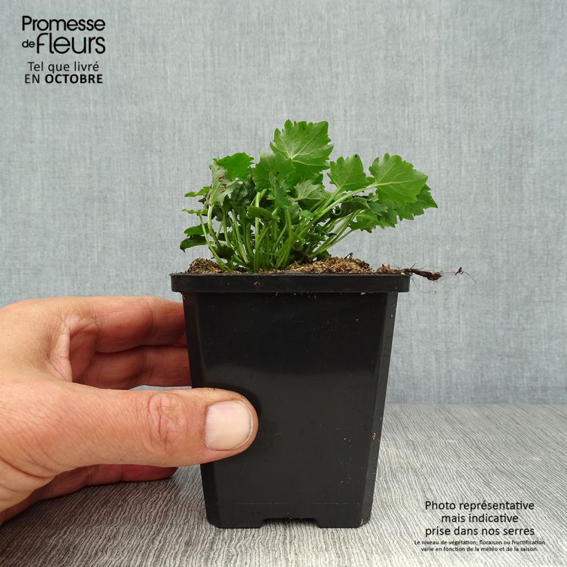 Esemplare di Campanula poscharskyana Stella - Campanula serba Vasetto da 8/9 cm come consegnato in autunno