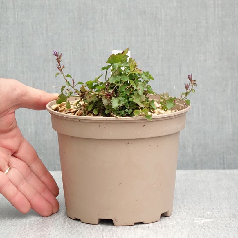 Esemplare di Campanula poscharskyana Stella - Campanula serba Vaso da 2L/3L come consegnato in autunno