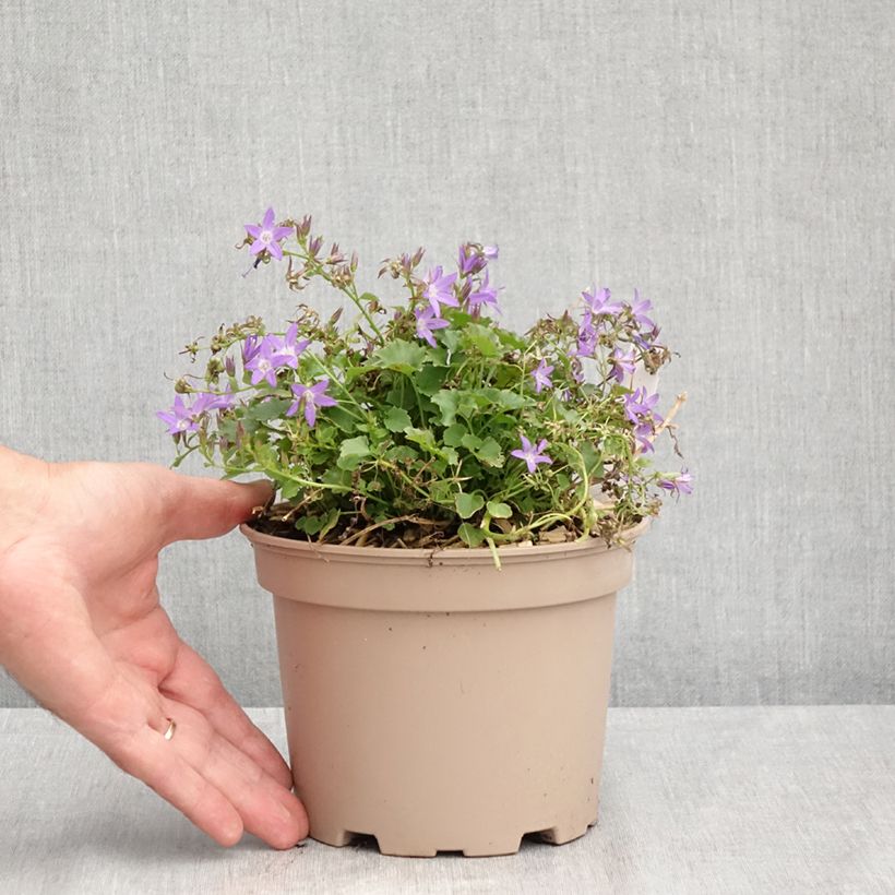 Esemplare di Campanula poscharskyana Stella - Campanula serba Vaso da 2L/3L consegnato in estate