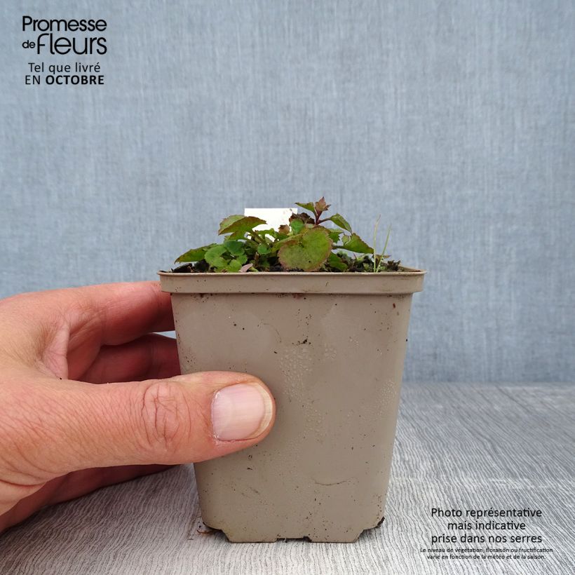 Esemplare di Campanula poscharskyana Trollkind - Campanula serba Vasetto da 8/9 cm come consegnato in autunno