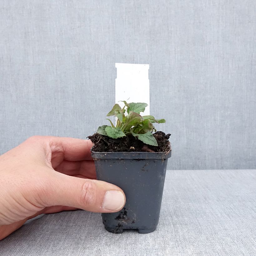 Campanula punctata Milky Way Vasetto da 8/9 cm esemplare consegnato in primavera