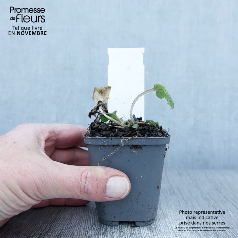 Esemplare di Campanula punctata Rubriflora Vasetto da 8/9 cm come consegnato in autunno