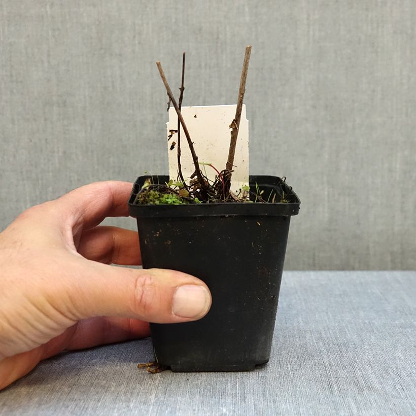Esemplare di Campanula rapunculoides - Campanula serpeggiante Vasetto da 8/9 cm come consegnato in autunno