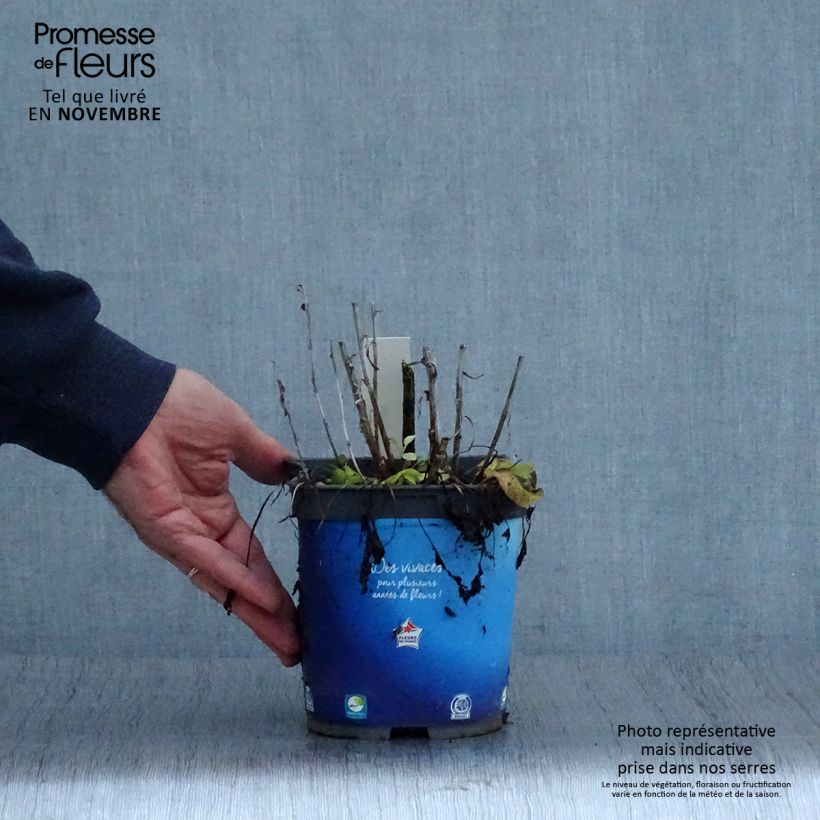 Esemplare di Campanula glomerata Superba - Campanula agglomerata Vaso da 2L/3L come consegnato in autunno